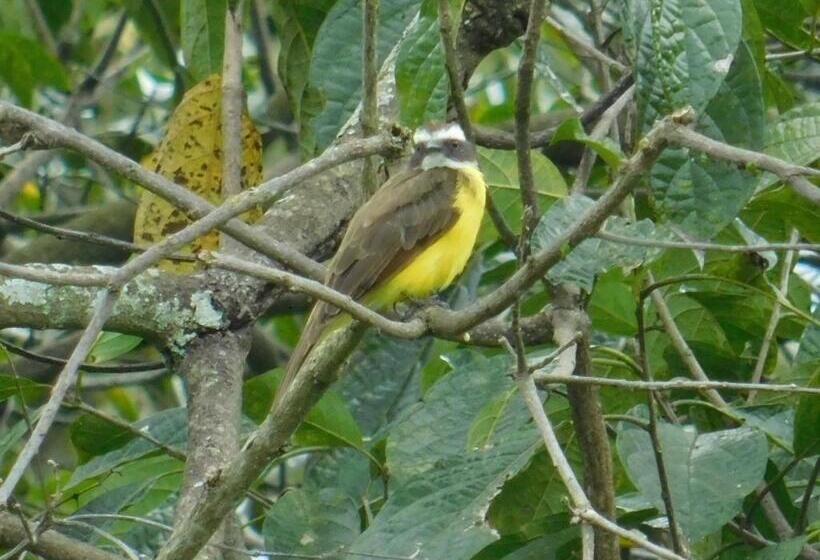 Pension Casa Campo Alojamiento Campestre Para Descanso En Calarcá Quindío
