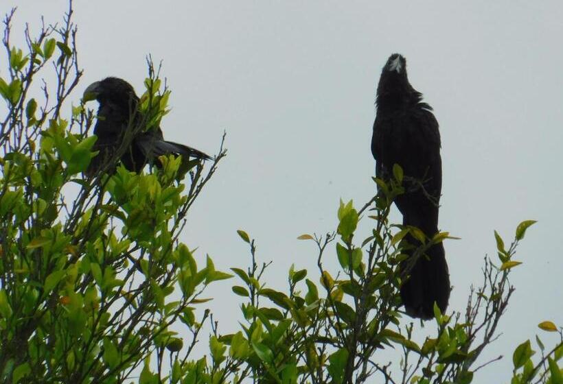 Pension Casa Campo Alojamiento Campestre Para Descanso En Calarcá Quindío