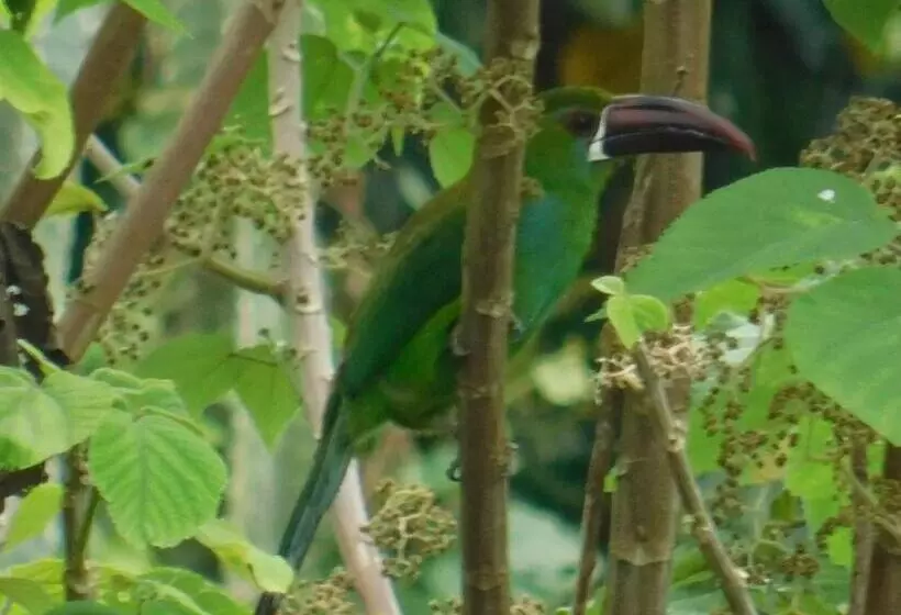 Majatalo Casa Campo Alojamiento Campestre Para Descanso En Calarcá Quindío