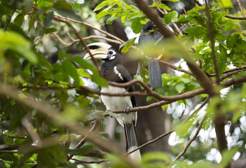 Avani Plus Koh Lanta Krabi Resort