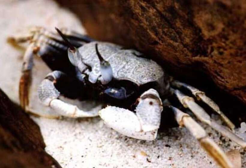 Koh Talu Island Resort