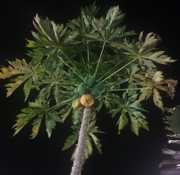 مبيت وإفطار Villa Kumi