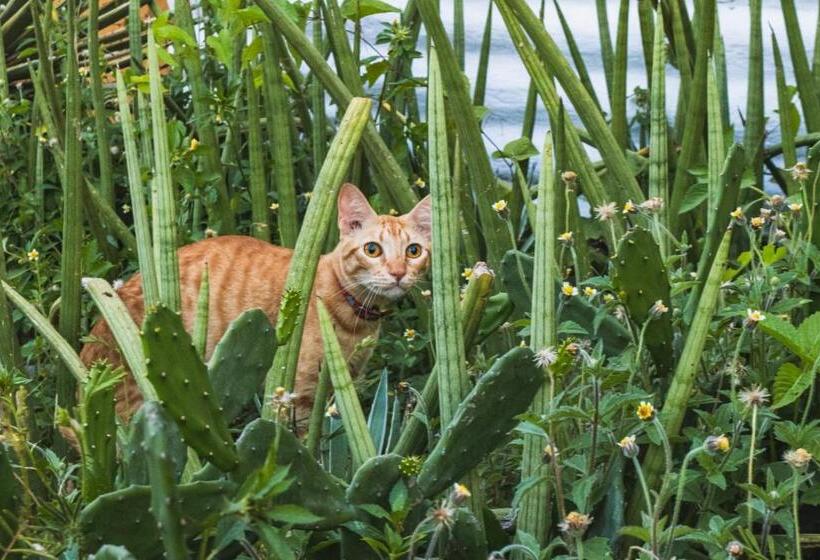 Pensione Pousada Jerimagia