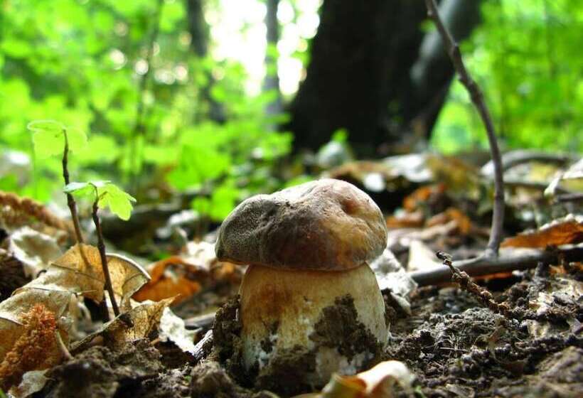 호텔 Alpine Smart Residence