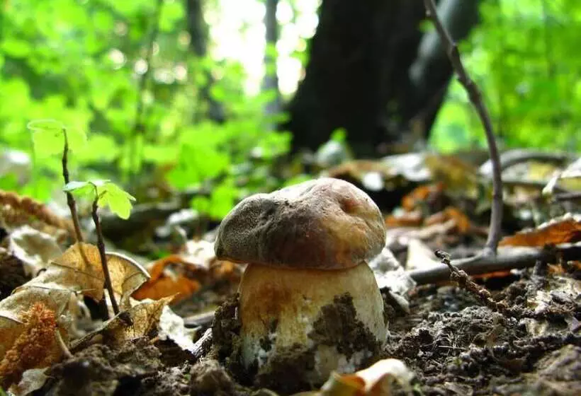 ホテル Alpine Smart Residence