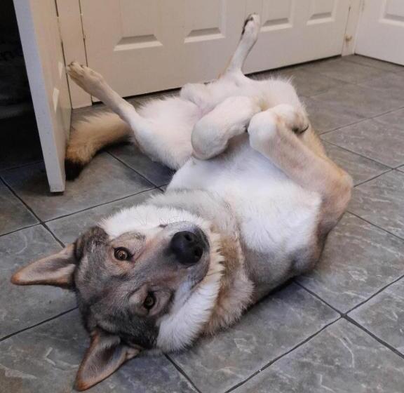 Hotel Glenorchy Lodge Rooms Only