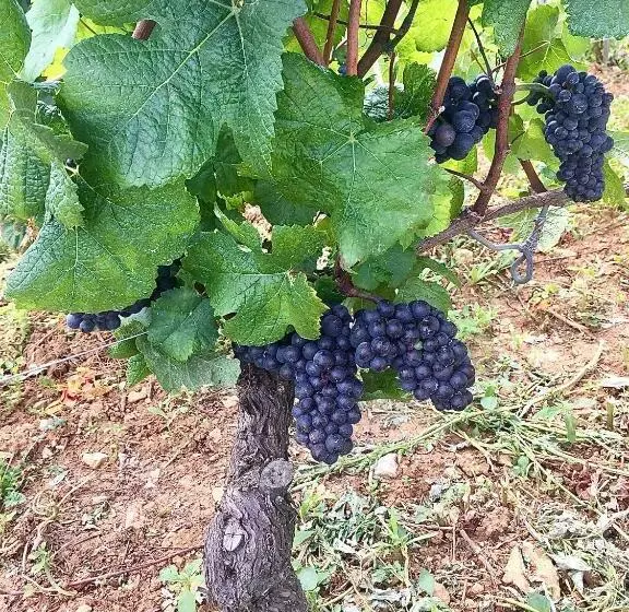 Hotelli La Maison Du Tonnelier   élégance & Tradition Sur La Route Des Grands Crus De Bourgogne