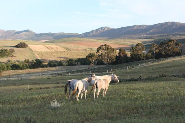 فندق Shabach Farm