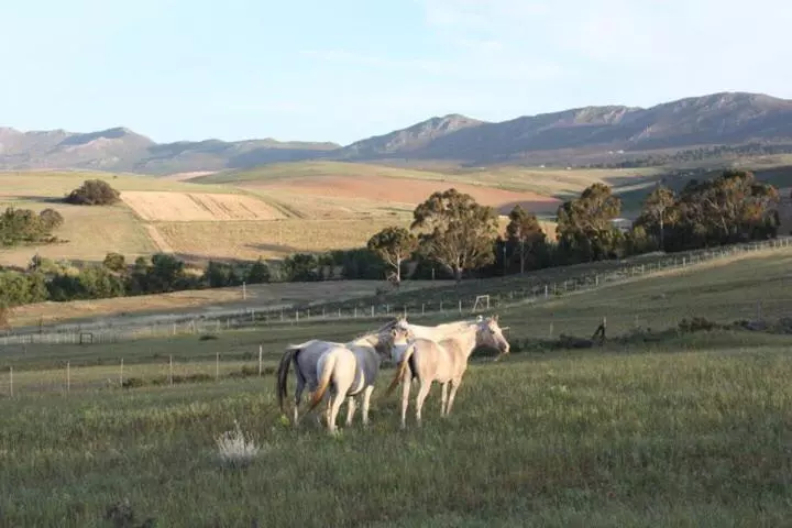 ホテル Shabach Farm