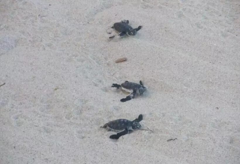 هتل The Beach Crab Resort