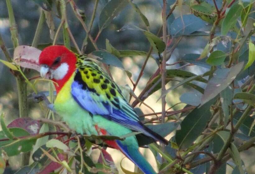 住宿加早餐 Blue Gum Cottage On Bay