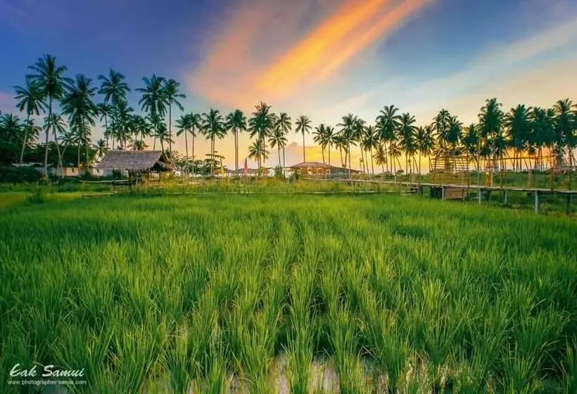 Lomakeskus I   Talay Taling Ngam Samui   เขา ป่า นา เล ตลิ่งงาม สมุย