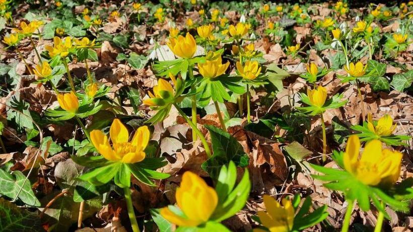 Отель Festetich Kastélyszálló és Zsuzsanna