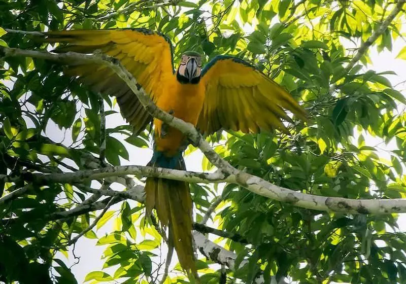 Hotelli Grand Amazon Lodge And Tours   All Inclusive