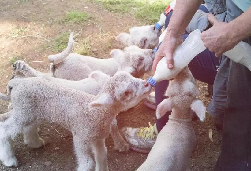 Aamiaismajoitus (B&B) Fellcroft Farmstay