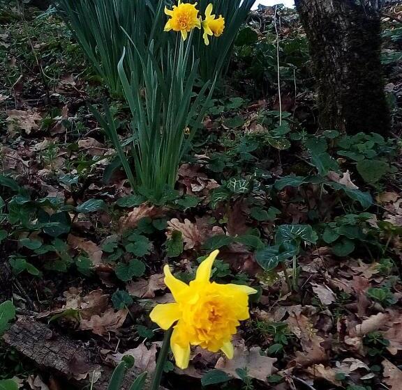 Domaine De Lescout Chambres & Gîtes Spapiscine