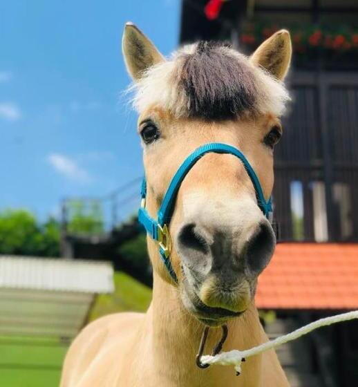 펜션 Villa Gherman