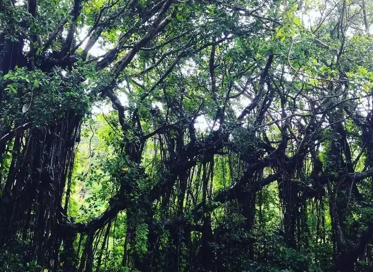 Retkeilymaja みーまん奄美