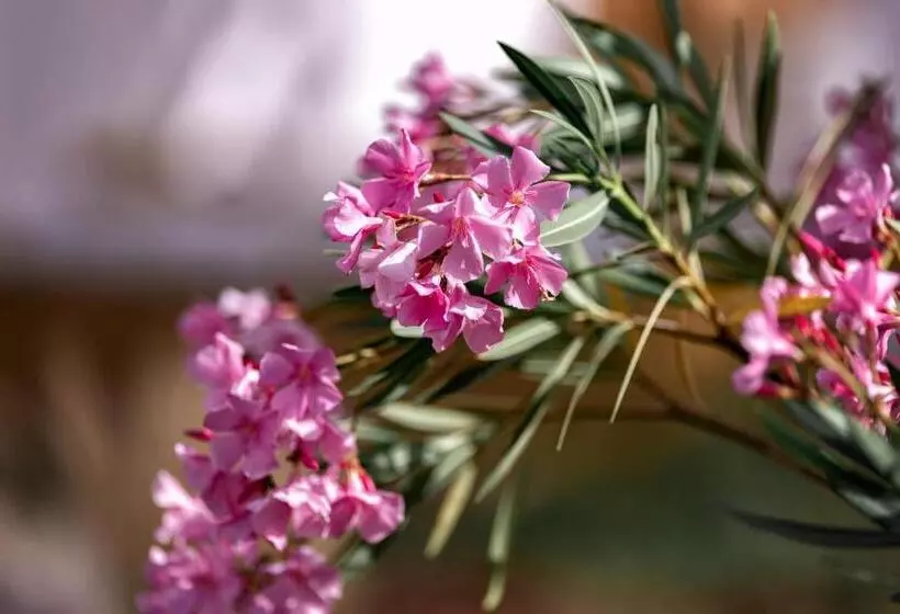 Aamiaismajoitus (B&B) Nuitées Bohèmes