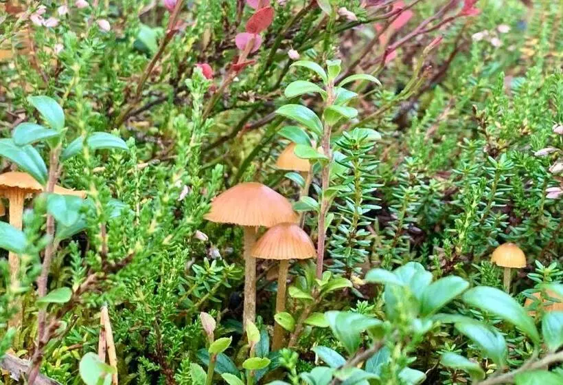 Hotelli Arctic Skylight Lodge