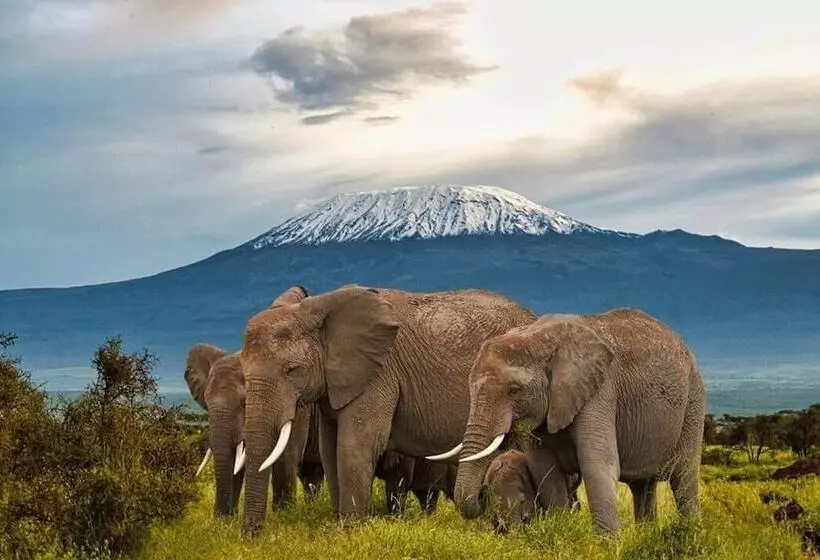 هتل Kimana Amboseli Camp