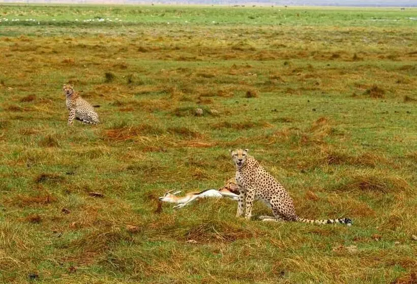 هتل Kimana Amboseli Camp