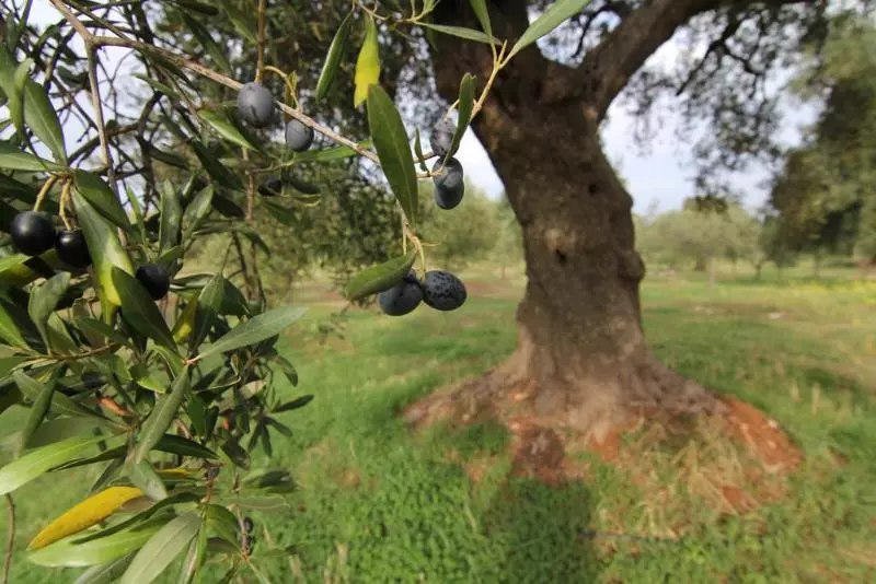 هتل روستایی Agriturismo Masseria Bellolio