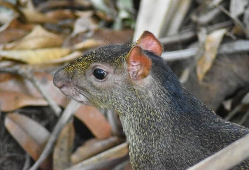 هتل The Falls At Manuel Antonio