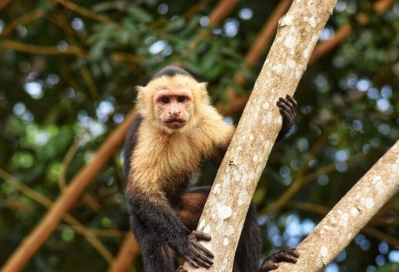هتل The Falls At Manuel Antonio