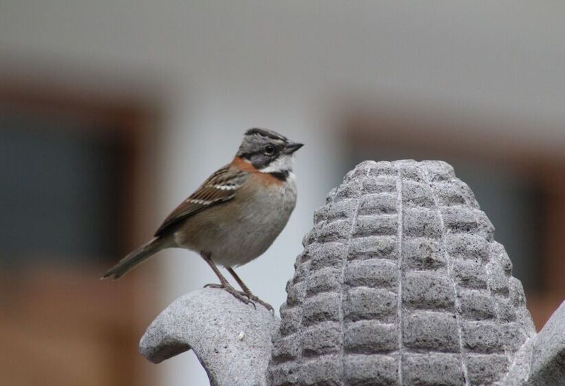 Bed & Breakfast Kentis Home Ollantaytambo