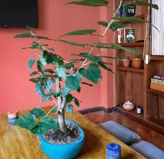 Pension ñañas Hostel