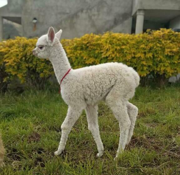 ペンション Mirador Rumy Cruz Wasi