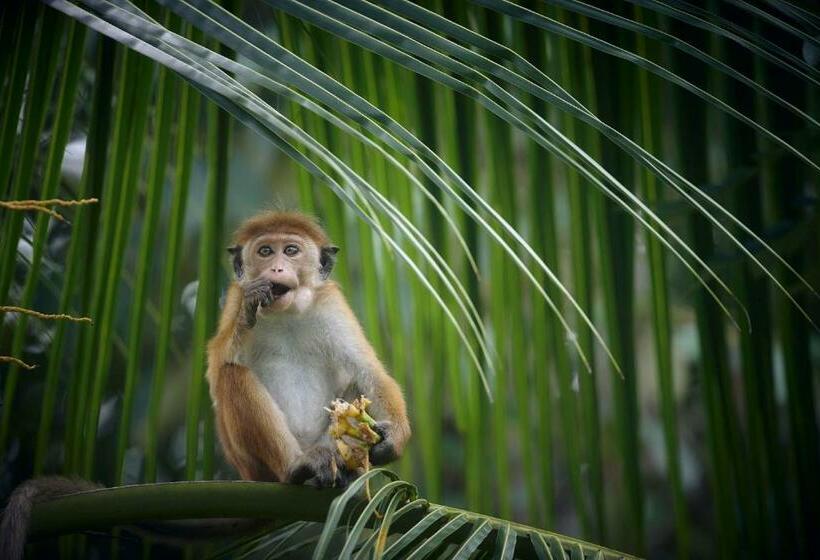 בית מלון כפרי Casa Vana Hiriketiya