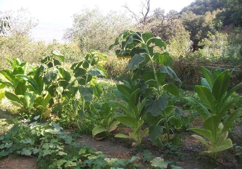 Casas Rurales Barranco de la Salud