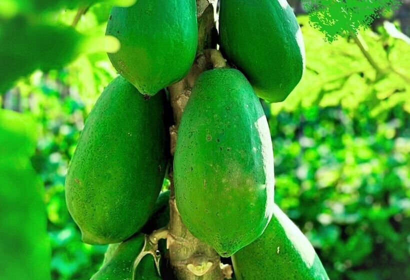 هتل Paradise Resort Doc Let