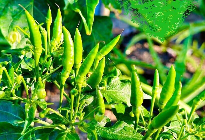 هتل Paradise Resort Doc Let