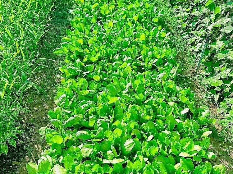 هتل Paradise Resort Doc Let