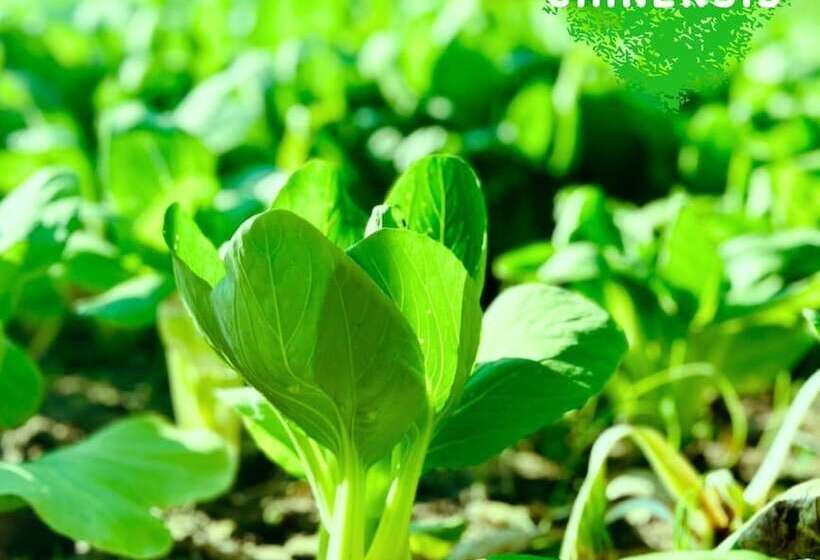 هتل Paradise Resort Doc Let