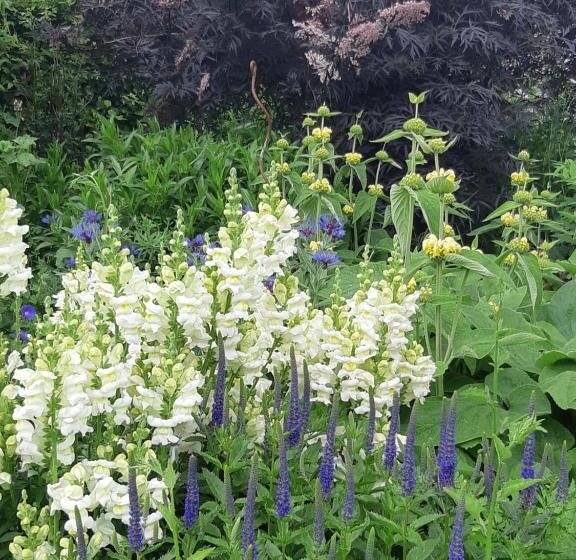 بنسيون Huberts