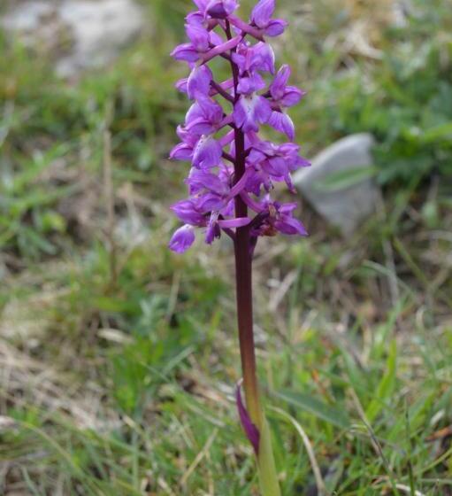 Pensionat Lanelodge  Room Only