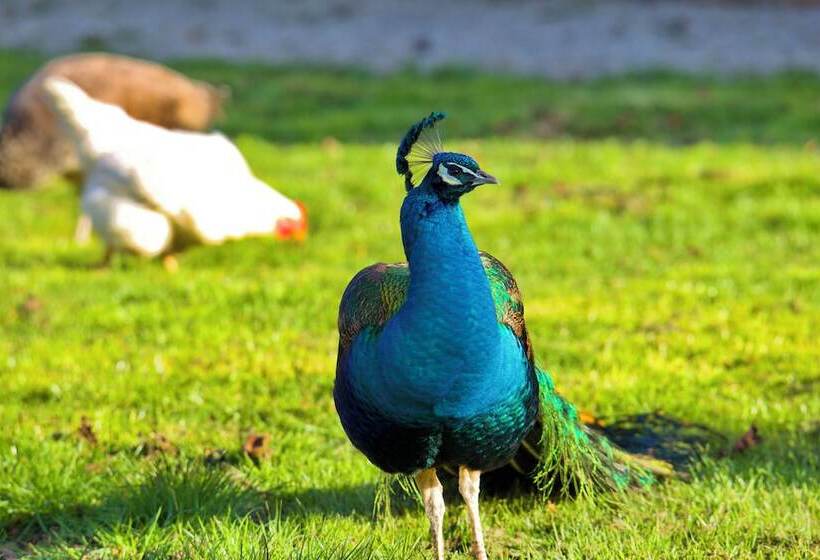 مبيت وإفطار Château D Aigneville