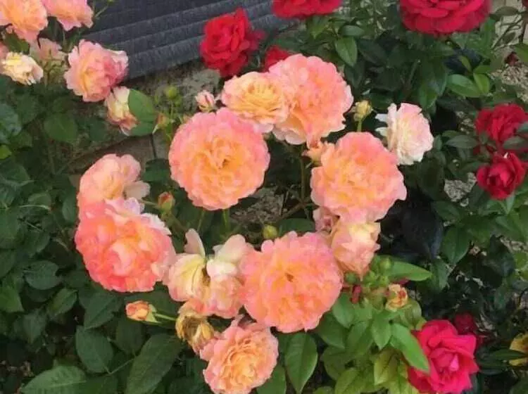 Aamiaismajoitus (B&B) La Maison De Milie