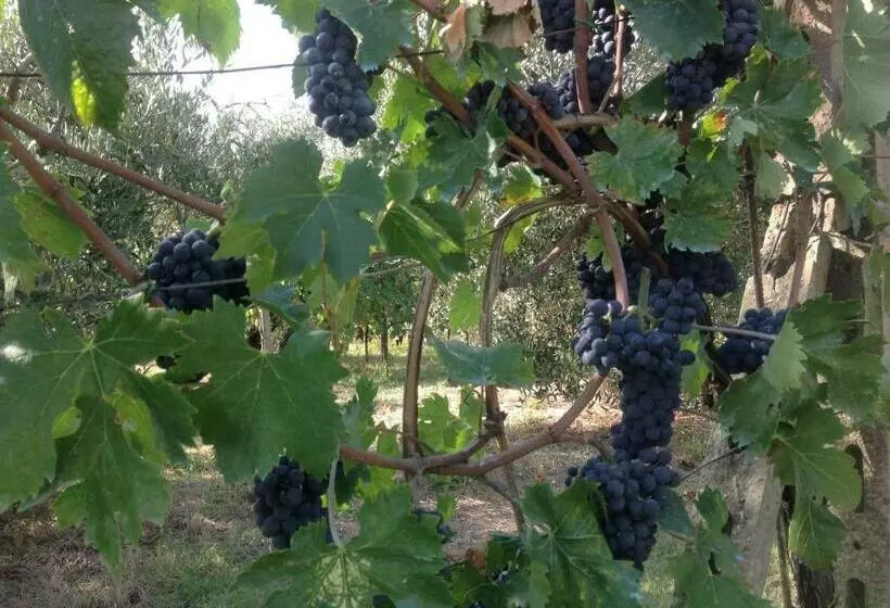 Casa Vacanze Bellavista