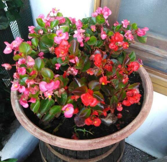 פנסיון Sweet Home