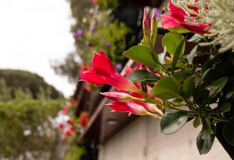 Albana Apartaments Turístics