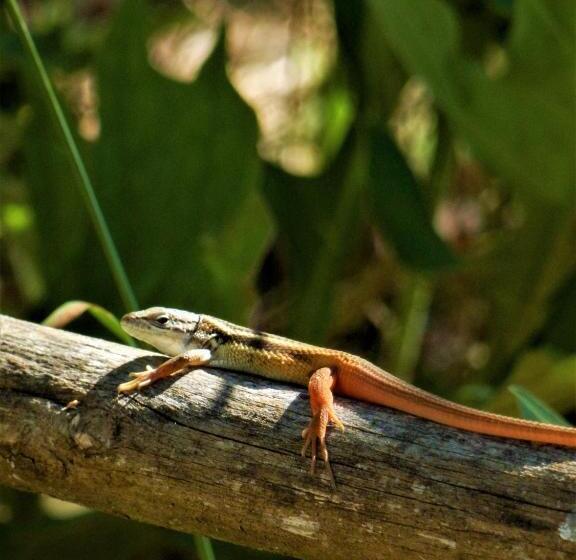 مبيت وإفطار O Homem Verde