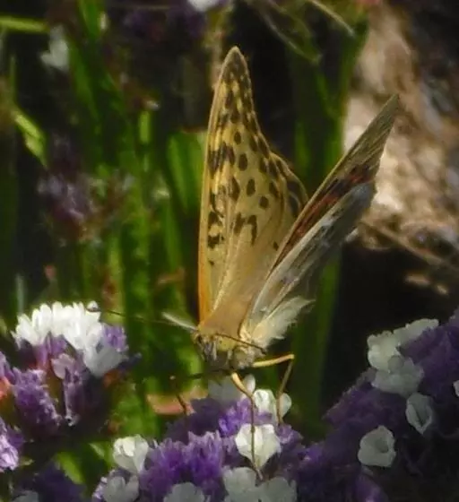 Aamiaismajoitus (B&B) O Homem Verde