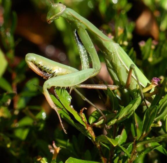 مبيت وإفطار O Homem Verde