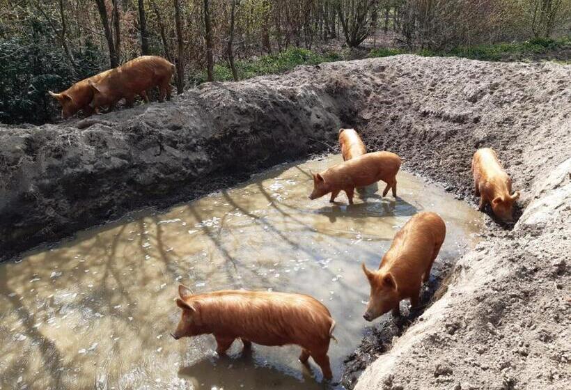 בית מלון כפרי Porcus Campus