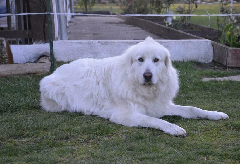 住宿加早餐 La Grande Jaougue